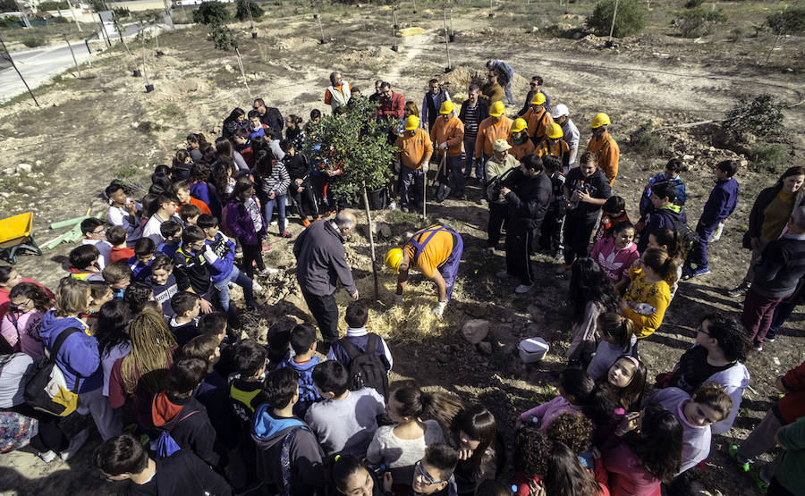 Plantación de árboles en la cantera de Orihuela