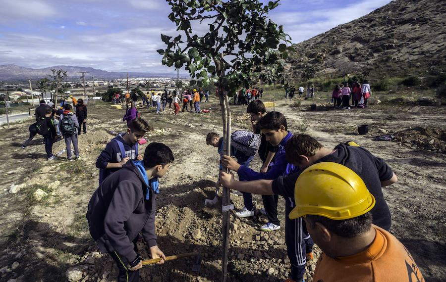 Plantación de árboles en la cantera de Orihuela