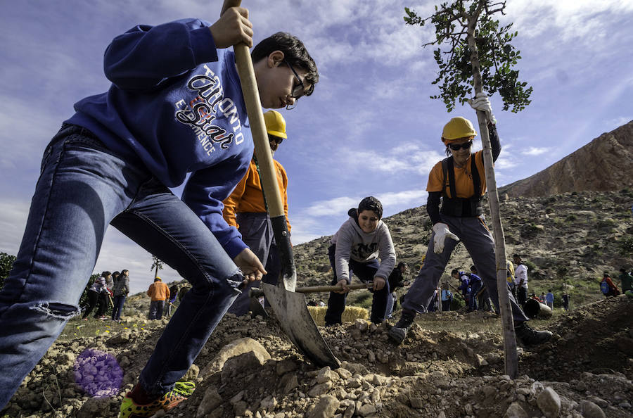 Plantación de árboles en la cantera de Orihuela