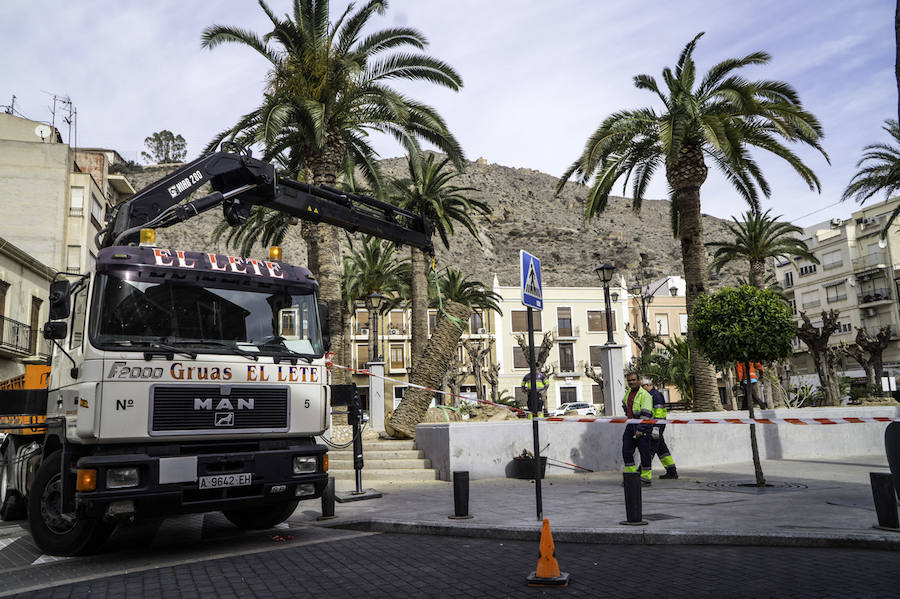 Infraestructuras retira las palmeras muertas de parques y jardines públicos