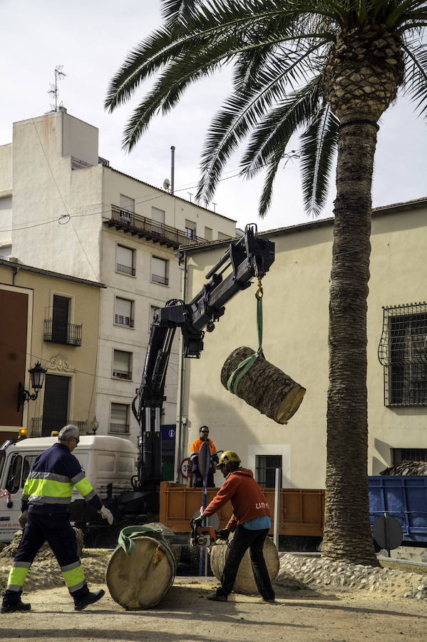 Infraestructuras retira las palmeras muertas de parques y jardines públicos