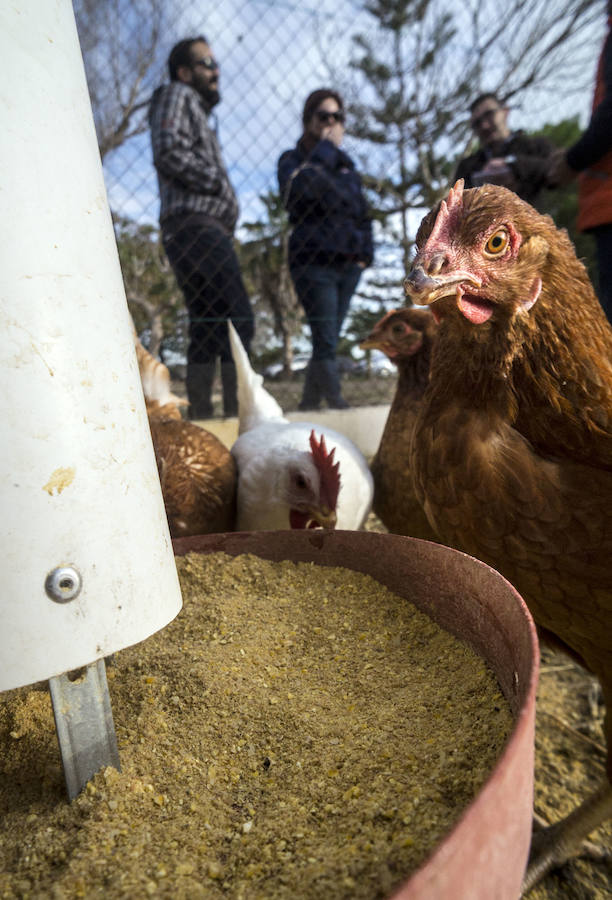 Gallinas en busca de padrinos