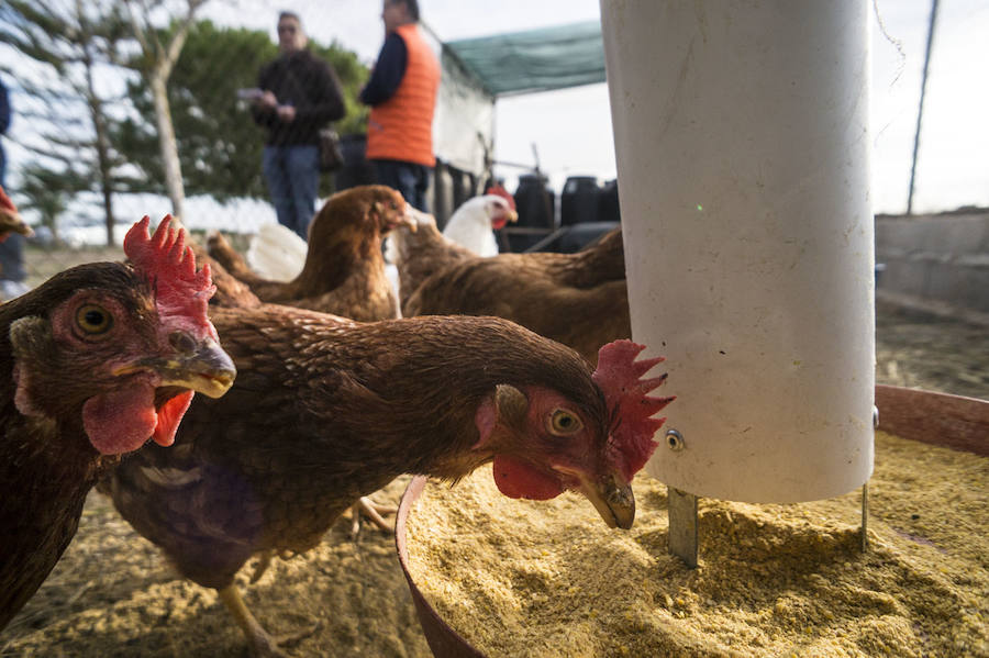 Gallinas en busca de padrinos