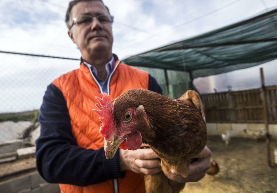 Gallinas en busca de padrinos