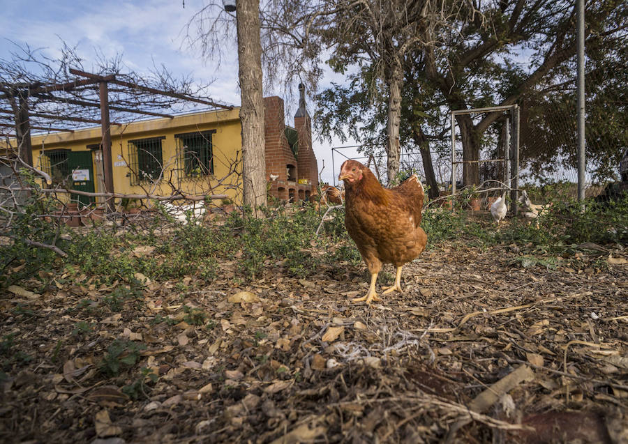 Gallinas en busca de padrinos