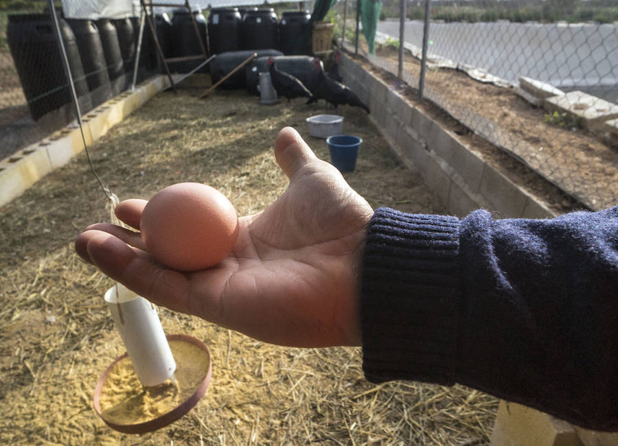 Gallinas en busca de padrinos