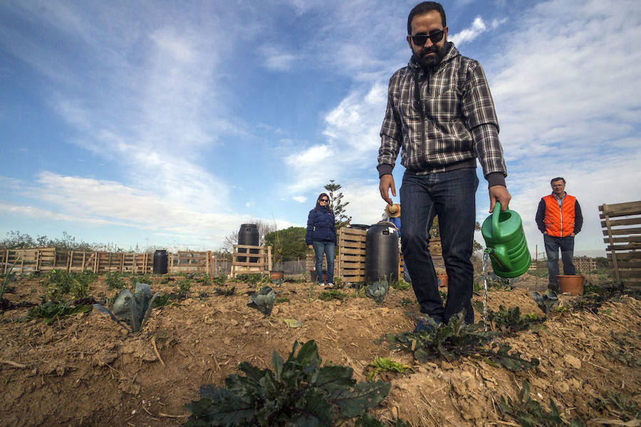 Gallinas en busca de padrinos