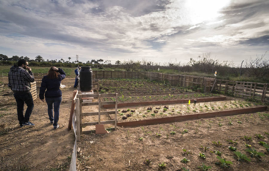 Gallinas en busca de padrinos