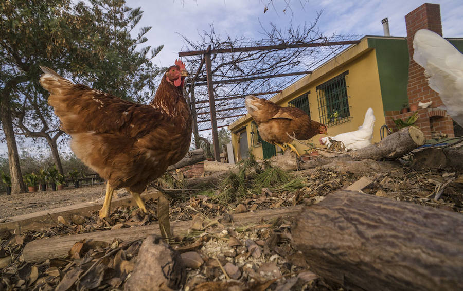 Gallinas en busca de padrinos