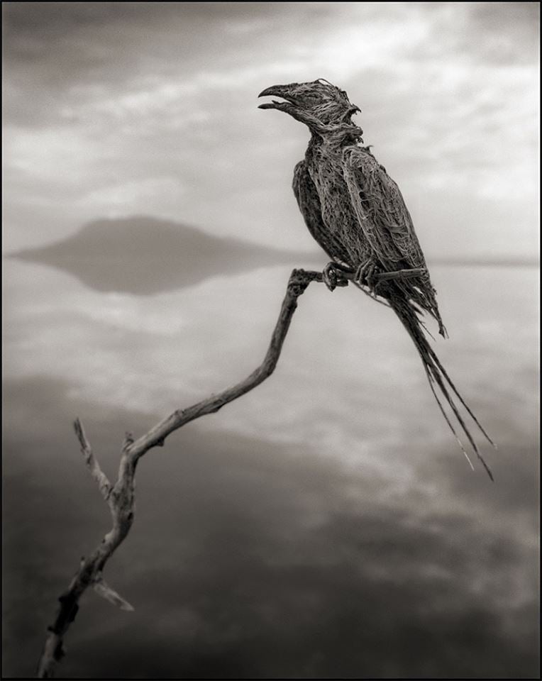 Los animales petrificados del lago Natron, África