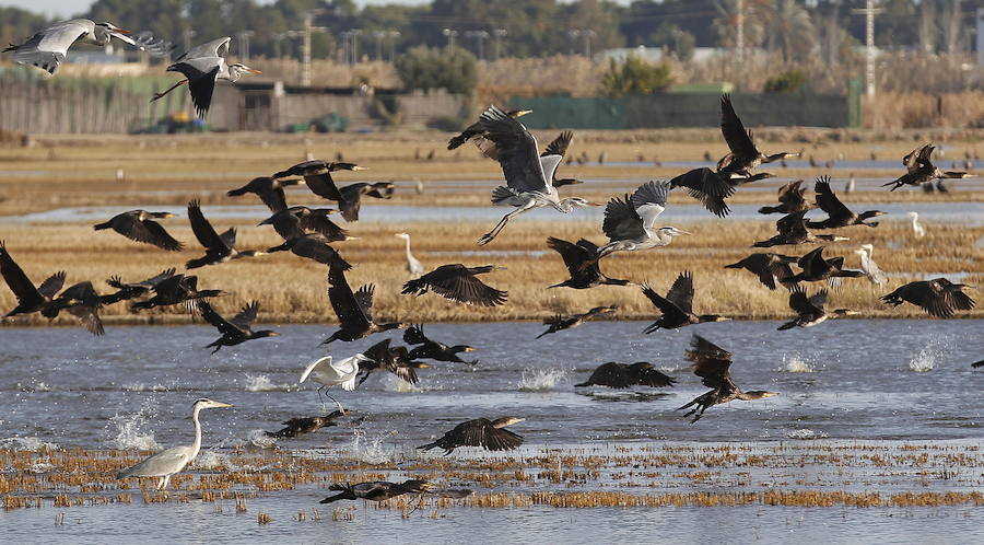 Parque Natural de La Albufera