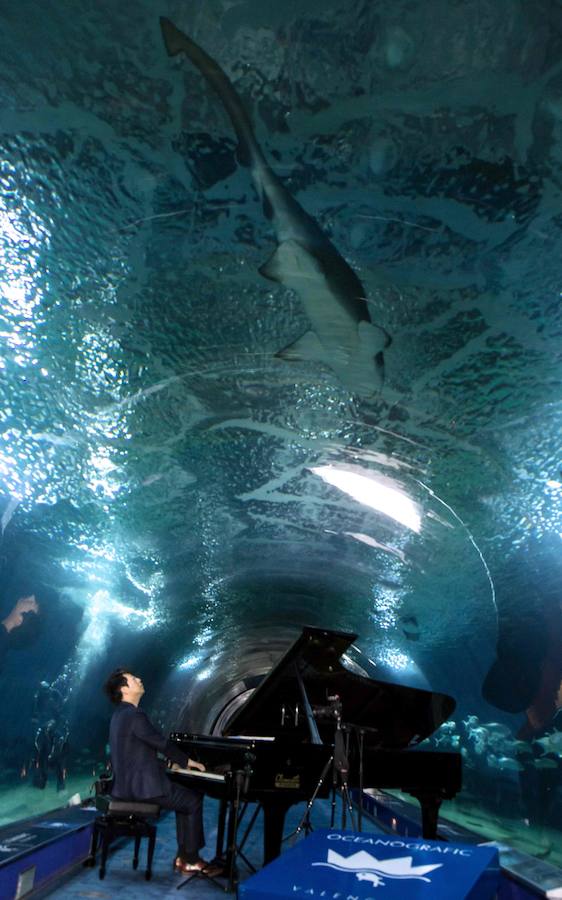 Lang Lang, en el túnel de los tiburones del Oceanogràfic