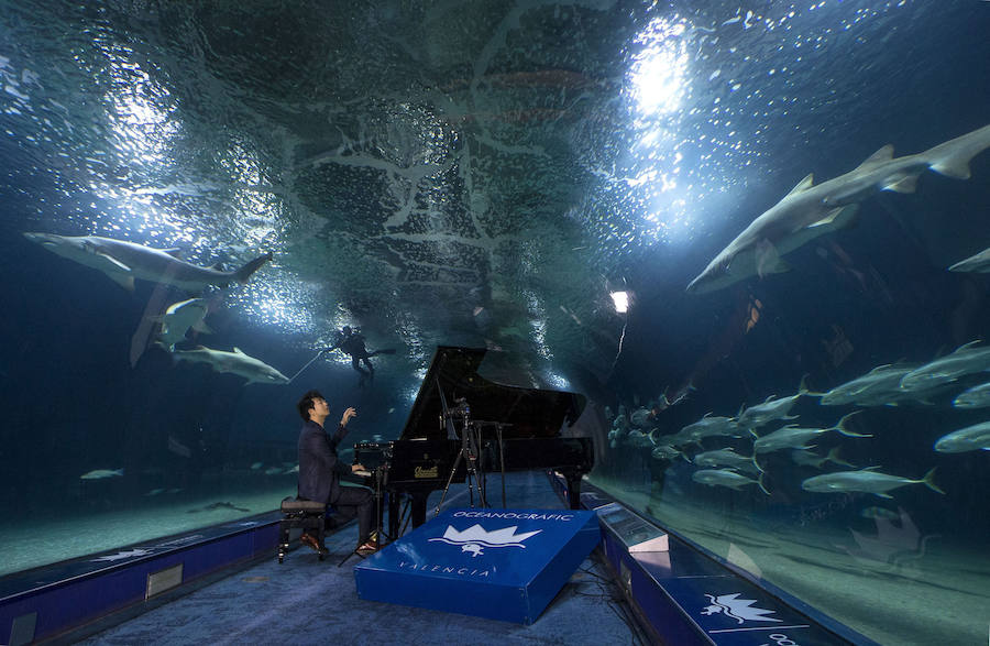 Lang Lang, en el túnel de los tiburones del Oceanogràfic