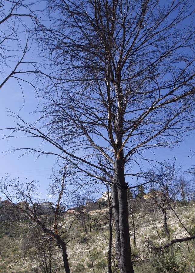 Aspecto que presenta la urbanización Sierra Perentxiza de Godelleta, en imágenes