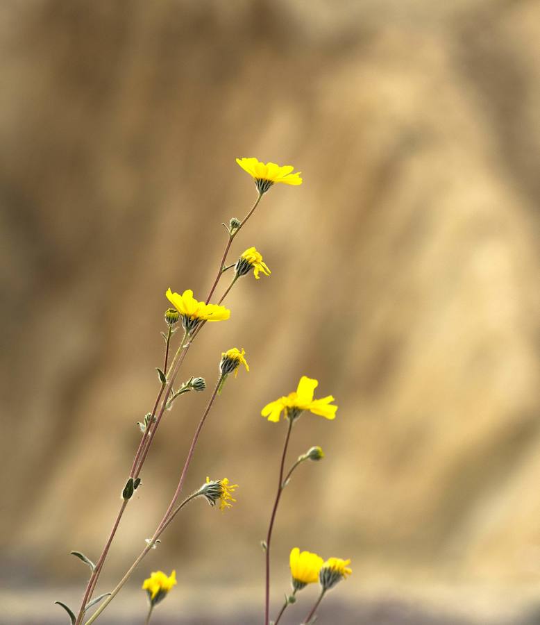 Flores imposibles