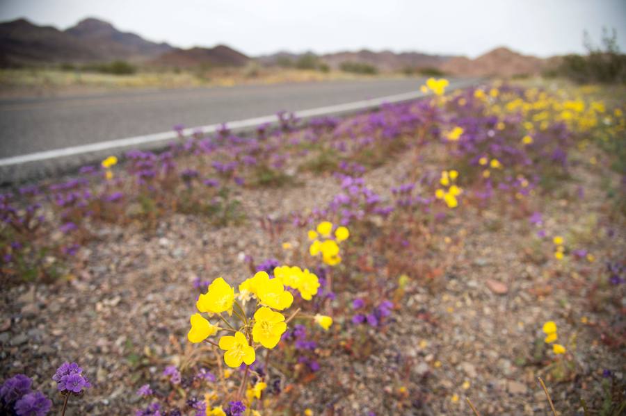 Flores imposibles