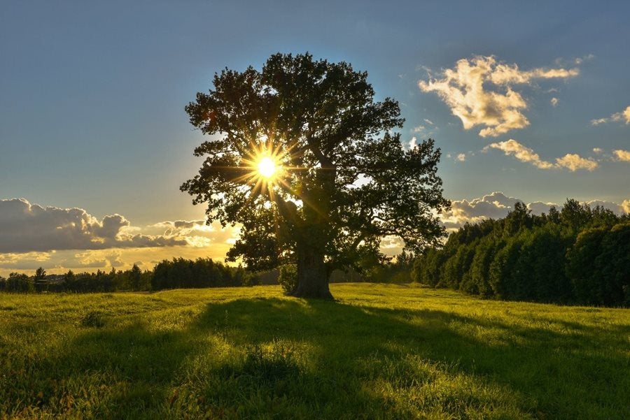 El roble de Tamme-Lauri (Estonia). 