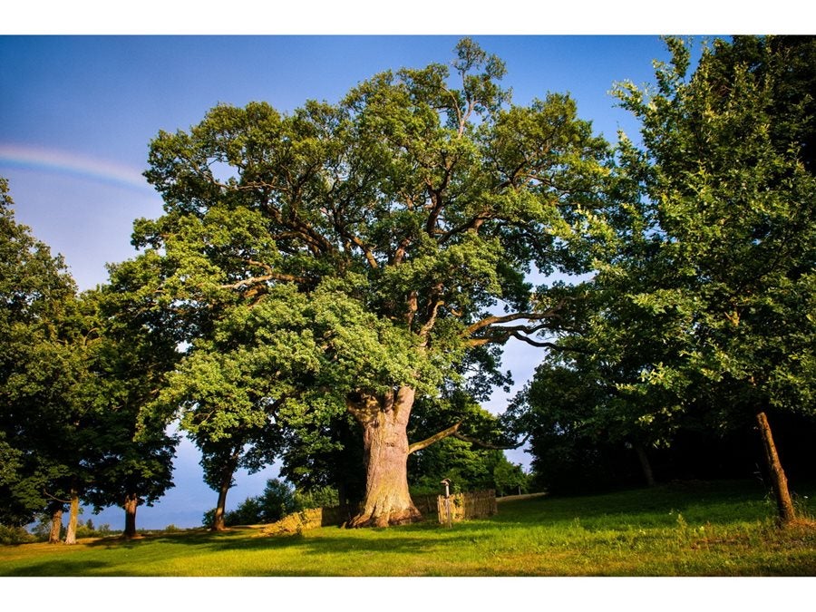 El roble Bolka (Polonia). 