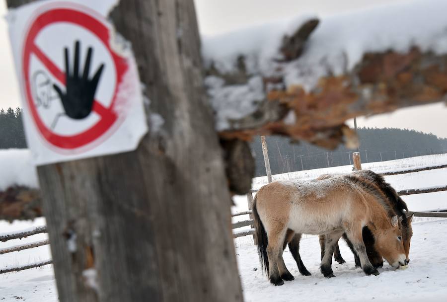 Prípiat 30 años después de Chernóbil