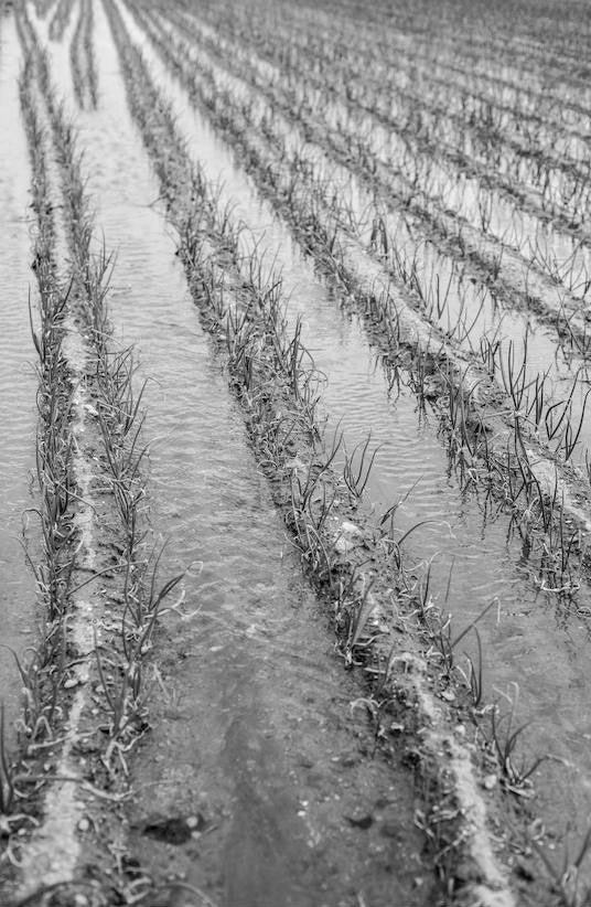 Jacinto, una vida dedicada a la huerta