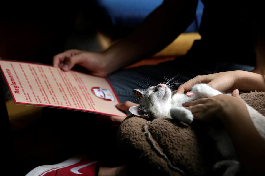 Interior del café 'Miau', en Monterrey (México), donde los clientes pueden jugar, interactuar o adoptar gatos regalados por sus antiguos propietarios o rescatados de la calle.