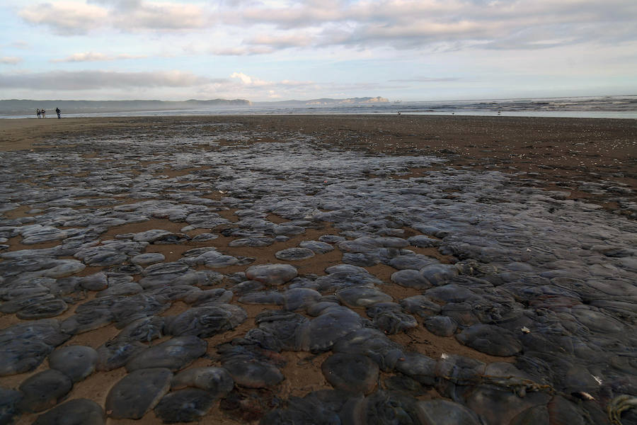 Miles de medusas varadas en una playa de la ciudad Cucao en la isla de Chiloé en Chile.