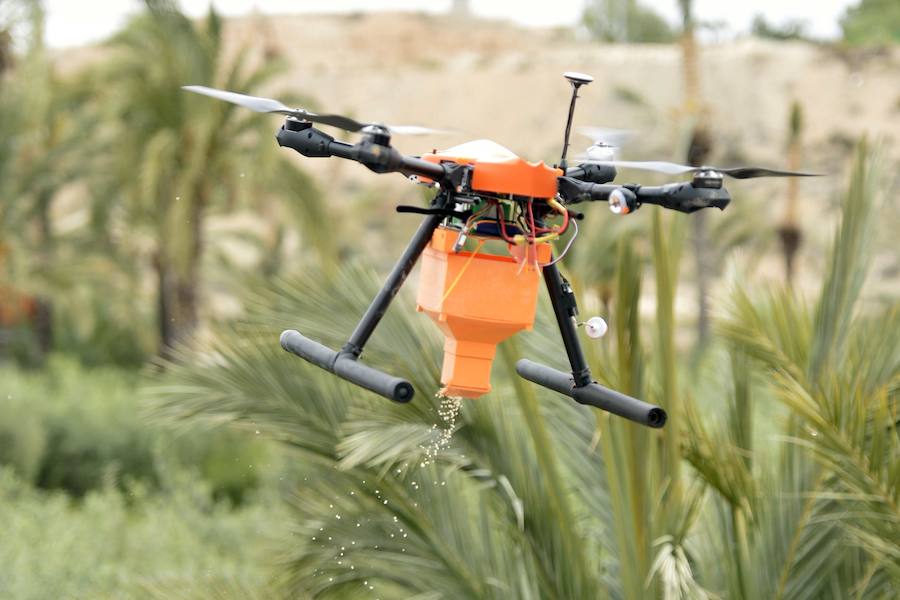 Un dron, nueva herramienta frente al picudo rojo