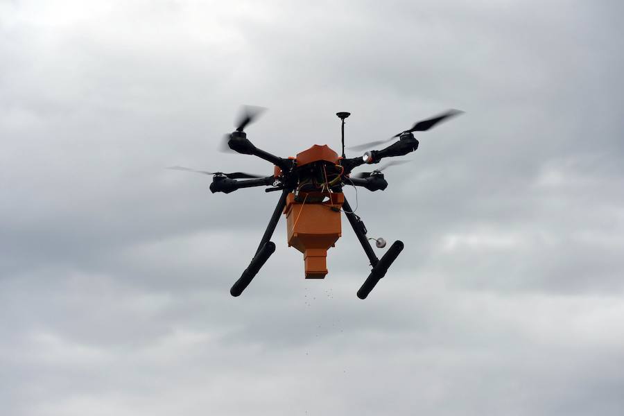 Un dron, nueva herramienta frente al picudo rojo