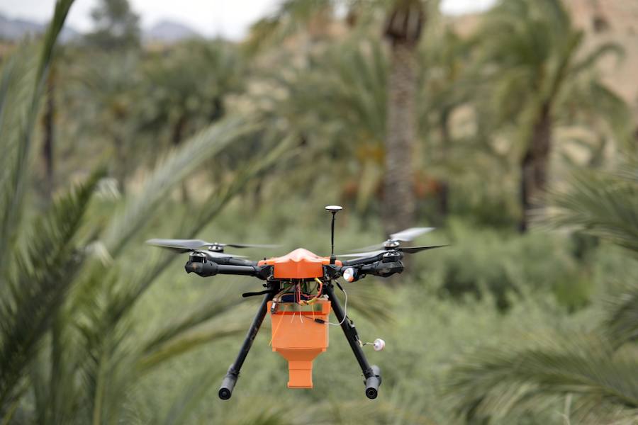 Un dron, nueva herramienta frente al picudo rojo