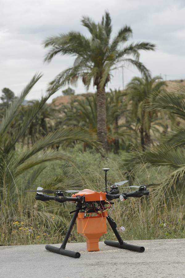 Un dron, nueva herramienta frente al picudo rojo