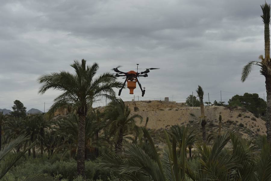 Un dron, nueva herramienta frente al picudo rojo