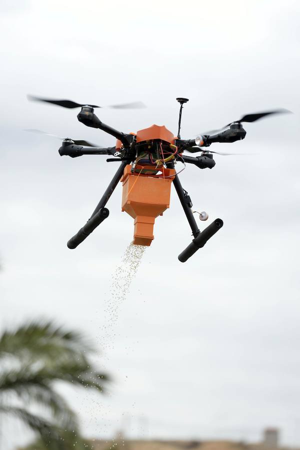 Un dron, nueva herramienta frente al picudo rojo