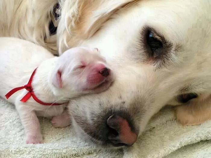 Fotos de las mascotas más encantadoras del mundo