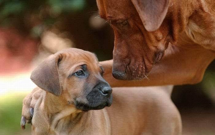 Fotos de las mascotas más encantadoras del mundo