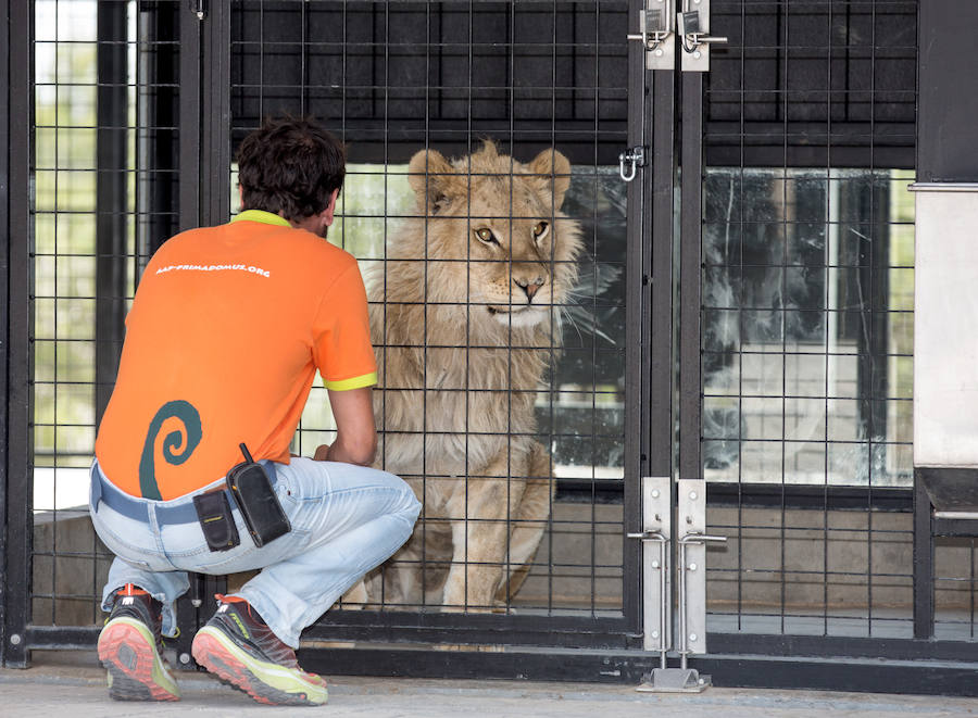 La Reina Sofía inaugura las instalaciones de felinos de Primadomus en Villena