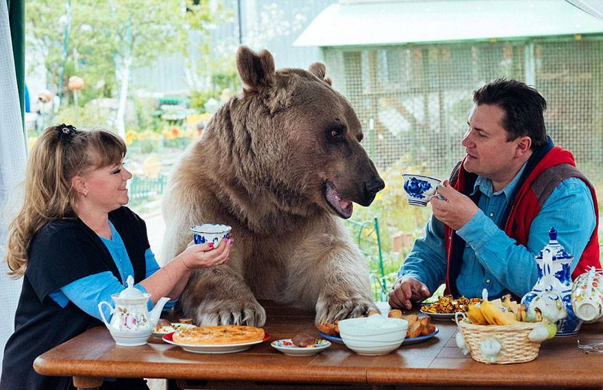 El oso más humano