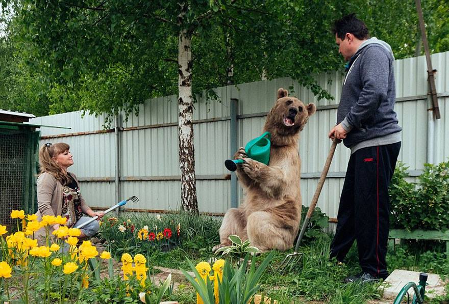El oso más humano