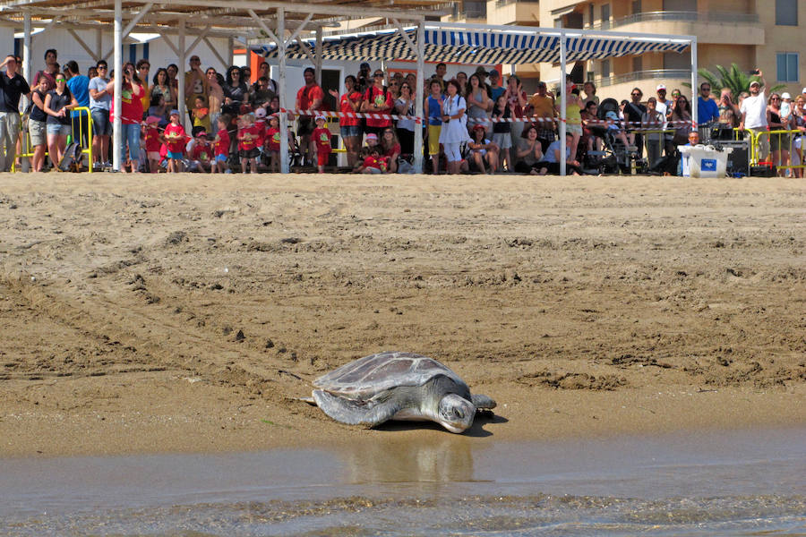 Dos tortugas regresan al mar en Dénia