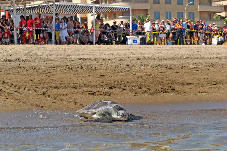 Dos tortugas regresan al mar en Dénia