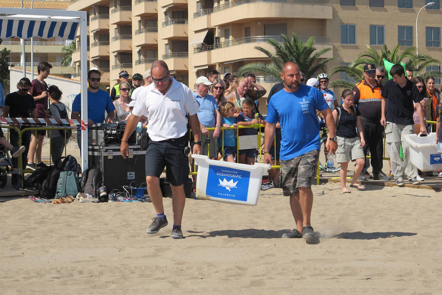 Dos tortugas regresan al mar en Dénia