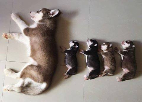 Fotos de los cachorros más amorosos de Instagram