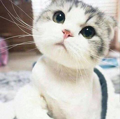 Fotos de los cachorros más amorosos de Instagram