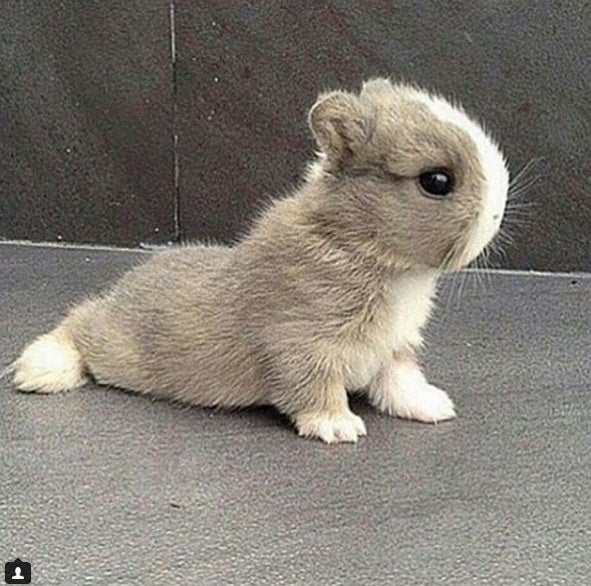 Fotos de los cachorros más amorosos de Instagram