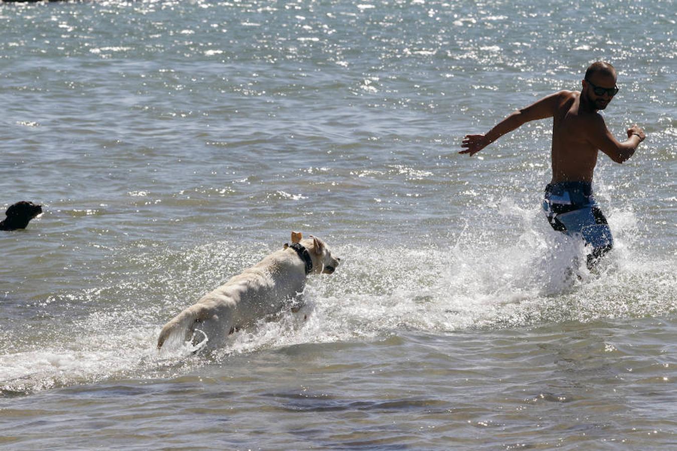 Fotos de la playa de perros en Pinedo