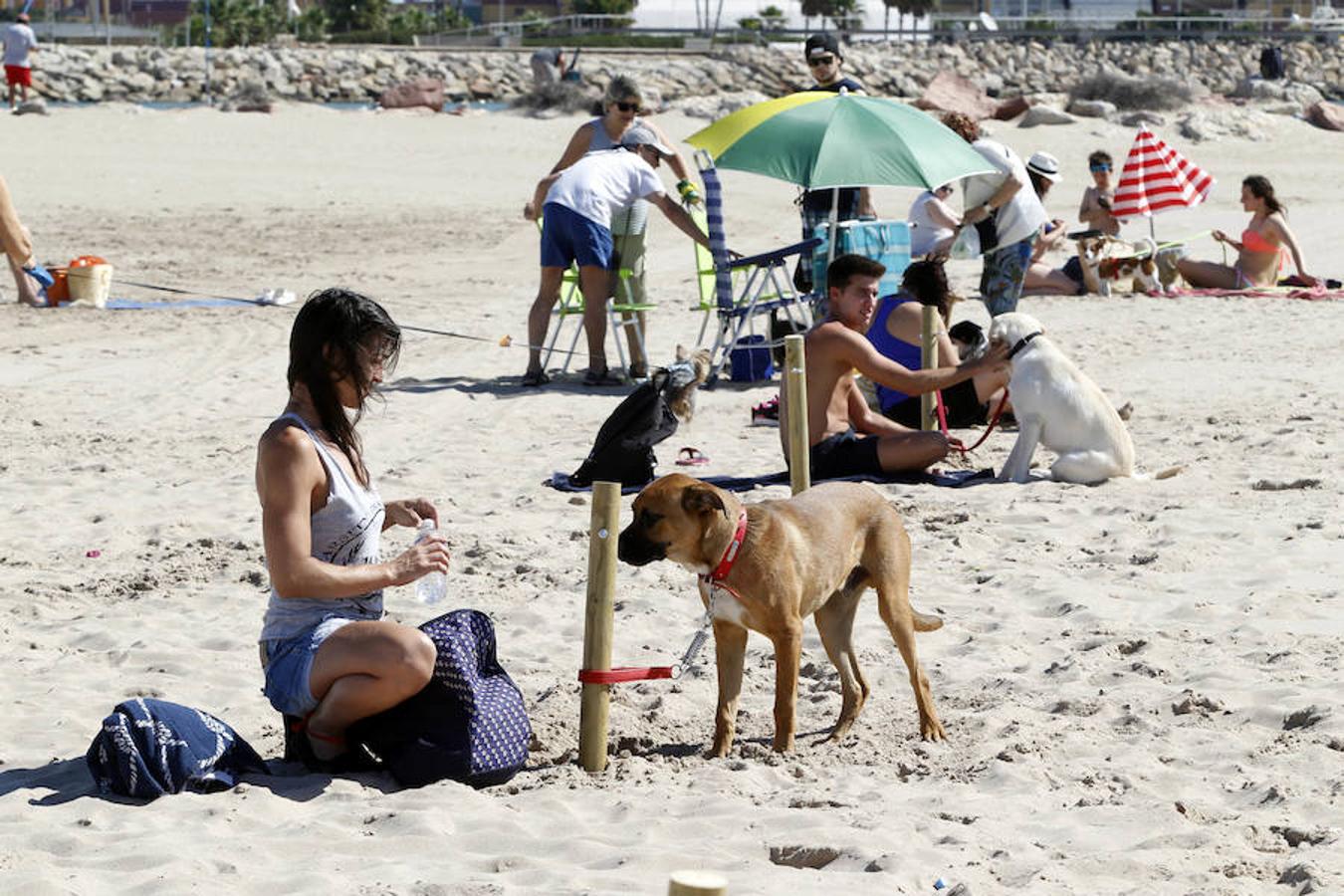 Fotos de la playa de perros en Pinedo