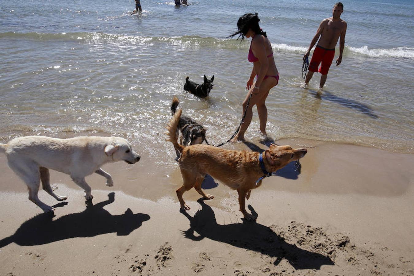 Fotos de la playa de perros en Pinedo