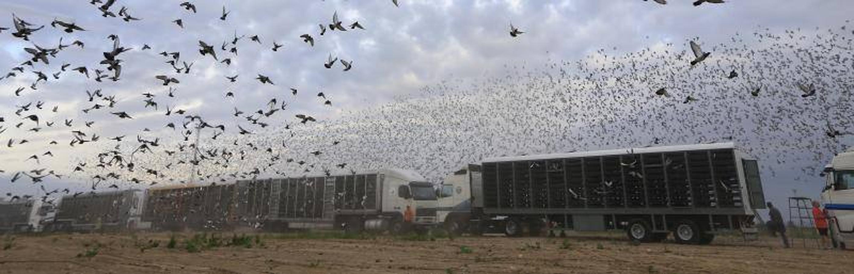 Suelta de 58.000 palomas en Albuixech rumbo a Portugal