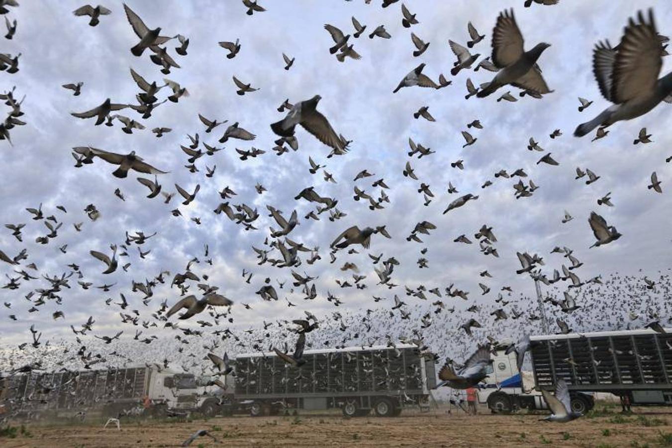 Suelta de 58.000 palomas en Albuixech rumbo a Portugal