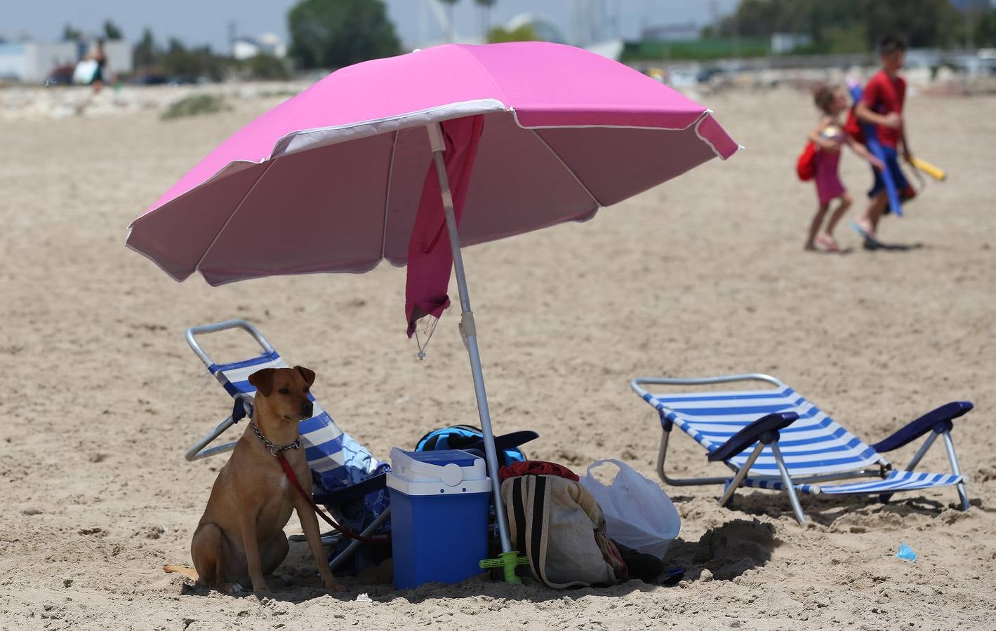 Fotos de la playa canina de Pinedo: perros autorizados