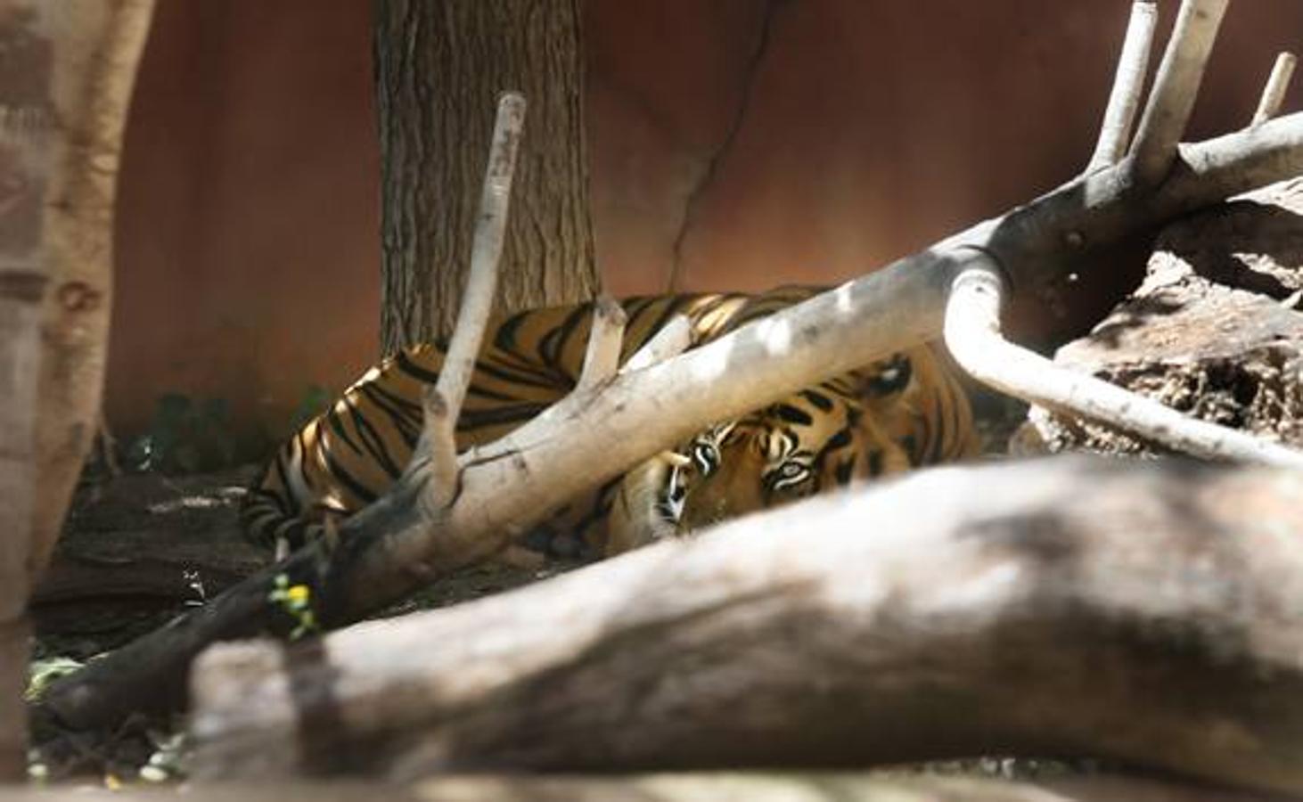 Fotos de tigres en Terra Natura